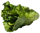 Romaine Lettuce 