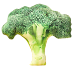 Giant Plush Broccoli 