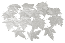 White Maple Leaves - Pk.36 