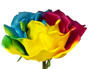 Giant Rainbow Open Rose - 136 x 50cm 