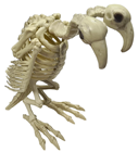 Two-Headed Vulture Skeleton 