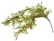 Green-Brown Seaweed Hanger 