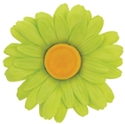Green Daisy Flower Head - 40cm 