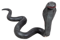 Black Cobra Snake 