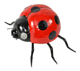 Shiny Red Ladybird - 15 x 10cm 