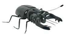 Giant Stag Beetle 