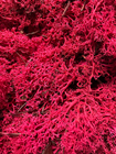 Reindeer Moss - Red 