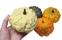 Coloured Pumpkin Gourds - Set of 4 
