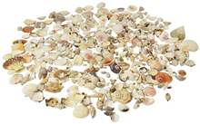 Mixed Natural Seashells 
