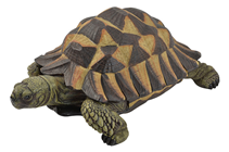 Tortoise - 31cm 