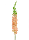 Peach Foxtail Stem 