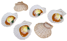 Dressed Scallop in Shell, Pk.6 - Sli 