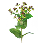 Hypericum Berry Spray Burgundy - PACK  