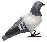 Lifelike Pigeon with Feathers 
