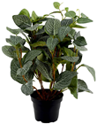 Fittonia Plant in Pot 