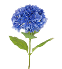 Blue Hydrangea Flower 