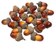 Acorns, Pk.23 