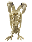 Two-Headed Vulture Skeleton 