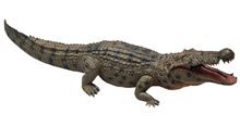 Green Baby Crocodile 