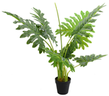 Split Philodendron Plant in Pot - 80cm