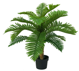 Cycas Palm Tree 