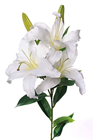 White Lily Flower 