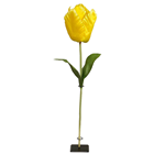 Giant Yellow Tulip 