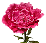 Giant Bright Pink Peony - 125 x 40cm 