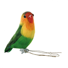 Lovebird Perching 