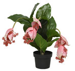 Medinilla Tropical Plant in Pot 