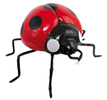 Giant Ladybird 