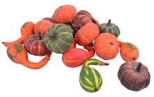 Autumnal Gourd & Pumpkin Selection -%2 