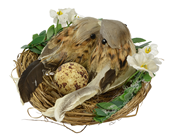 Brown Birds in Decorated Nest 