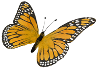 Yellow Feather Butterfly - 30cm