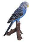 Blue Budgerigar 