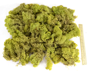 Reindeer Moss - Light Green 