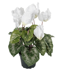 White Potted Cyclamen 