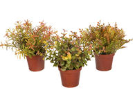 Autumn Foliage Plants in Pots - Set  