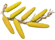 Plait of Corn-on-the-Cob, Slight Second 