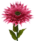 Giant Cerise Pink Double Gerbera Flower 