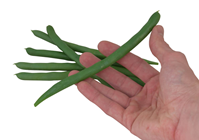 Green Beans - Pk.6 