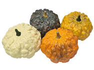 Coloured Pumpkin Gourds - Set of 4 