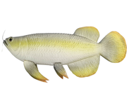 Fake Arowana Fish 