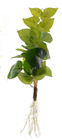 Artificial Pothos Plant with Roots -  