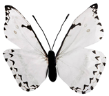 White Butterfly - 30cm