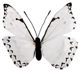 White Butterfly - 30cm 