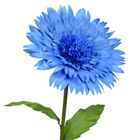 Giant Blue Cornflower
