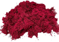 Reindeer Moss - Red 