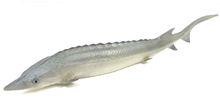 Rubber Sturgeon Fish 