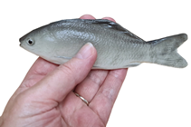 Little Grey Rubber Fish 